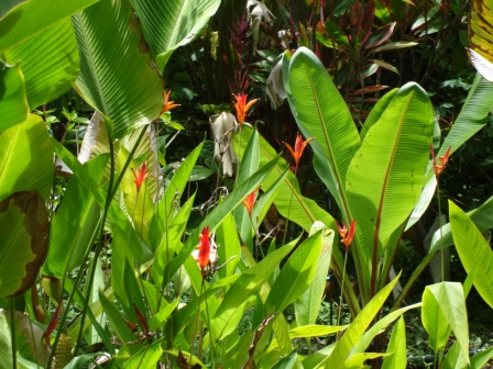 Tropical plants in Hawaii